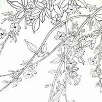 微信迎春花头像_高清迎春花花朵图片大全