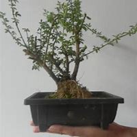 微信迎春花头像_高清迎春花花朵图片大全