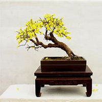 微信迎春花头像_高清迎春花花朵图片大全