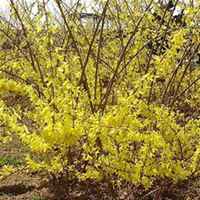 微信迎春花头像_高清迎春花花朵图片大全