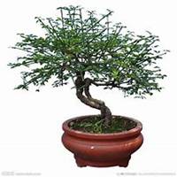 微信迎春花头像_高清迎春花花朵图片大全