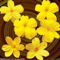 微信迎春花头像_高清迎春花花朵图片大全