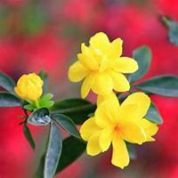 微信迎春花头像_高清迎春花花朵图片大全