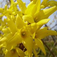 微信迎春花头像_高清迎春花花朵图片大全