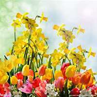 微信迎春花头像_高清迎春花花朵图片大全