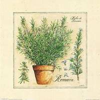 微信迷迭香头像_高清迷迭香花朵图片大全