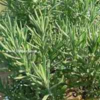 微信迷迭香头像_高清迷迭香花朵图片大全