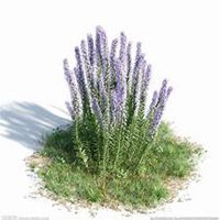 微信迷迭香头像_高清迷迭香花朵图片大全