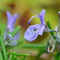 微信迷迭香头像_高清迷迭香花朵图片大全
