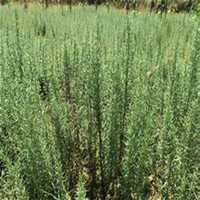 微信迷迭香头像_高清迷迭香花朵图片大全