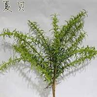 微信迷迭香头像_高清迷迭香花朵图片大全