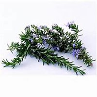 微信迷迭香头像_高清迷迭香花朵图片大全