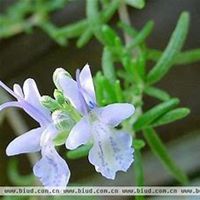 微信迷迭香头像_高清迷迭香花朵图片大全