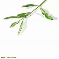 微信迷迭香头像_高清迷迭香花朵图片大全