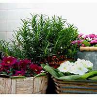 微信迷迭香头像_高清迷迭香花朵图片大全