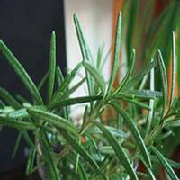 微信迷迭香头像_高清迷迭香花朵图片大全