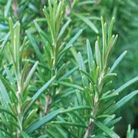 微信迷迭香头像_高清迷迭香花朵图片大全