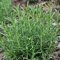 微信迷迭香头像_高清迷迭香花朵图片大全