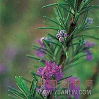 微信迷迭香头像_高清迷迭香花朵图片大全