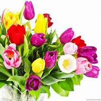 微信郁金香头像_高清郁金香花朵图片大全