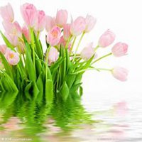 微信郁金香头像_高清郁金香花朵图片大全