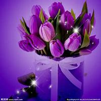 微信郁金香头像_高清郁金香花朵图片大全
