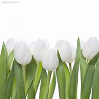 微信郁金香头像_高清郁金香花朵图片大全