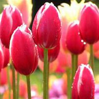 微信郁金香头像_高清郁金香花朵图片大全