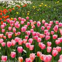 微信郁金香头像_高清郁金香花朵图片大全