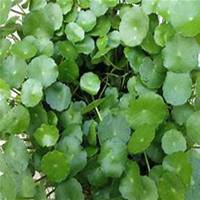 微信金钱草头像_高清金钱草花朵图片大全