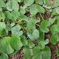 微信金钱草头像_高清金钱草花朵图片大全