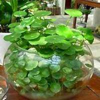 微信金钱草头像_高清金钱草花朵图片大全