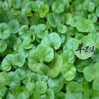 微信金钱草头像_高清金钱草花朵图片大全