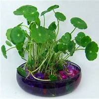 微信金钱草头像_高清金钱草花朵图片大全