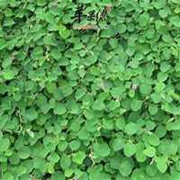 微信金钱草头像_高清金钱草花朵图片大全