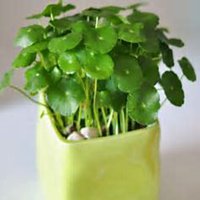 微信金钱草头像_高清金钱草花朵图片大全