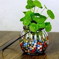 微信金钱草头像_高清金钱草花朵图片大全