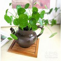 微信金钱草头像_高清金钱草花朵图片大全