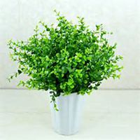 微信金钱草头像_高清金钱草花朵图片大全