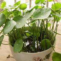 微信金钱草头像_高清金钱草花朵图片大全