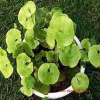 微信金钱草头像_高清金钱草花朵图片大全