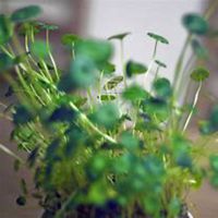 微信金钱草头像_高清金钱草花朵图片大全