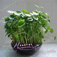 微信金钱草头像_高清金钱草花朵图片大全