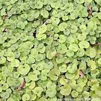 微信金钱草头像_高清金钱草花朵图片大全