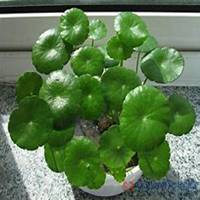 微信金钱草头像_高清金钱草花朵图片大全