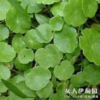 微信金钱草头像_高清金钱草花朵图片大全