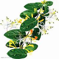 微信金银花头像_高清金银花花朵图片大全