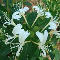 微信金银花头像_高清金银花花朵图片大全