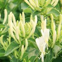 微信金银花头像_高清金银花花朵图片大全