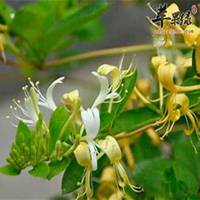 微信金银花头像_高清金银花花朵图片大全